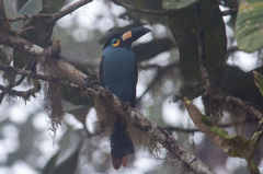 Andigena laminirostris