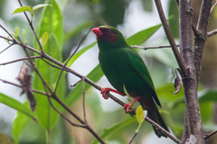 Chlorornis riefferii