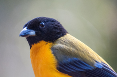 Anisognathus notabilis