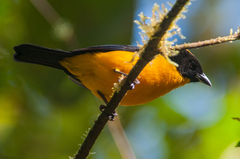 Anisognathus notabilis