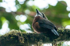 Hapaloptila castanea