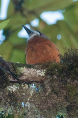 Hapaloptila castanea