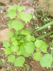 Triumfetta pentandra