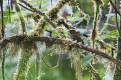 Cichlopsis leucogenys