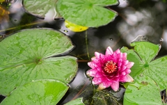 Nymphaea × marliacea