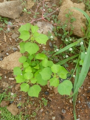 Triumfetta pentandra