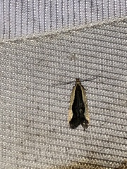 Dichomeris inserrata