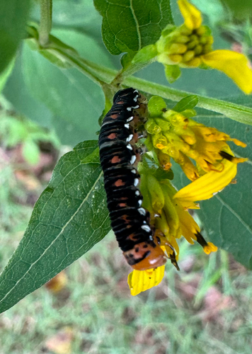Gold Moth photo 5