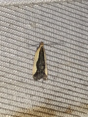 Dichomeris inserrata