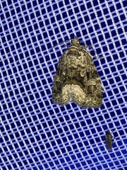 Protodeltote muscosula