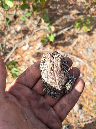 Fowler's Toad