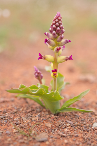 Dainty Viooltjie (Lachenalia framesii)