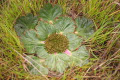 Arctopus alpinus (Arctopus)
