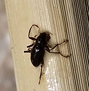 Moapa Warm Springs Riffle Beetle