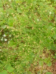 Paramollugo nudicaulis