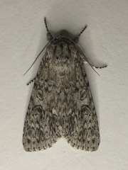 Acronicta impleta