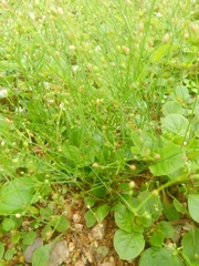 Paramollugo nudicaulis