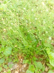 Paramollugo nudicaulis