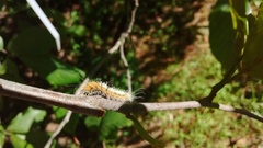 Acronicta hastulifera
