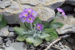 Primula laurentiana