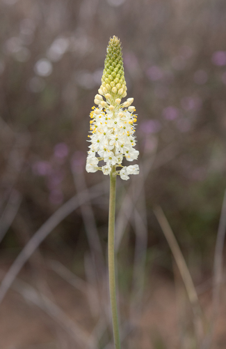 Pale Catstail (Bulbinella eburniflora)