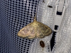 Crocidophora serratissimalis