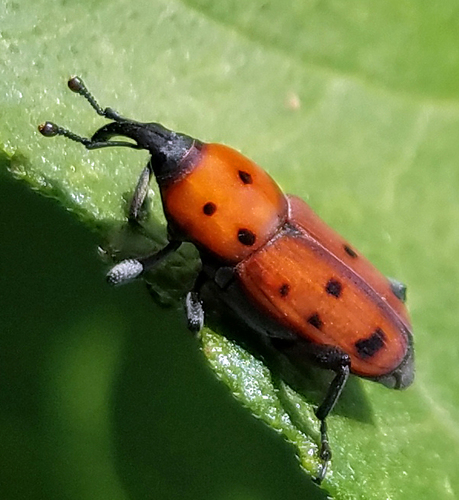Ironweed Curculio photo 4