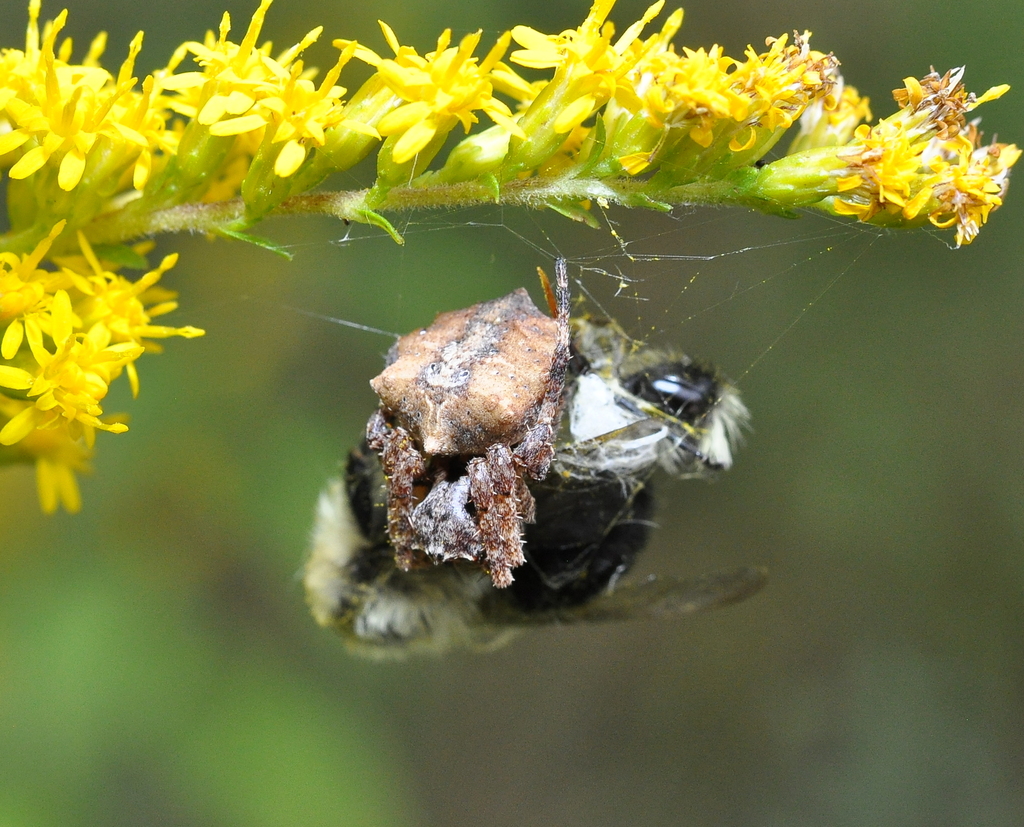 Cherokee Orbweaver