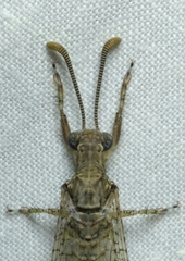 Nemoleontinae