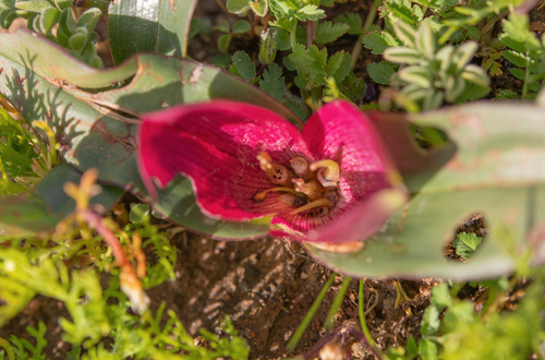 Colchicum burchellii