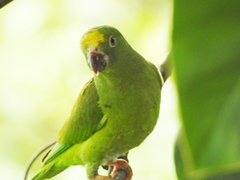 Brotogeris sanctithomae