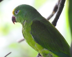 Brotogeris sanctithomae