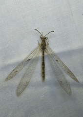 Nemoleontinae