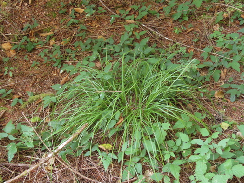 Short-scale Sedge foliage