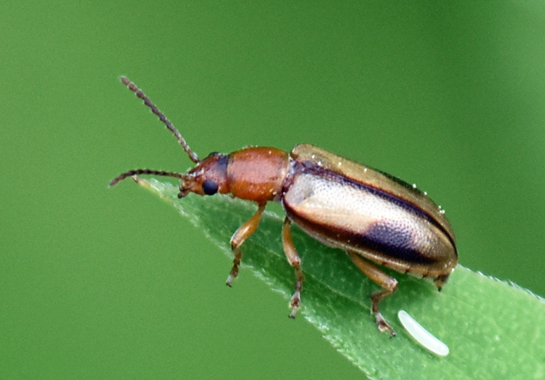 Silver-backed Orsodacnid Beetle
