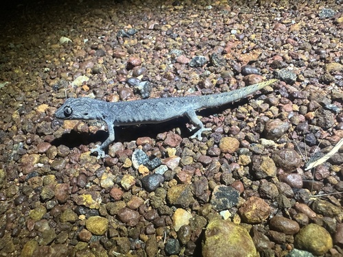 Northern Spiny-tailed Gecko