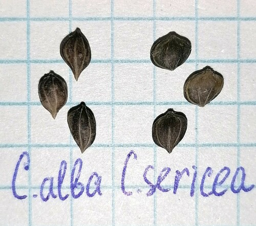 baltoji sedula nuotrauka