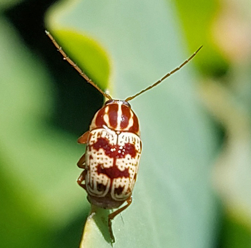 Bi-blotched Cryptocephalus photo 2