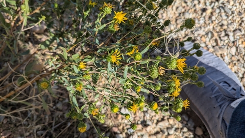 Idaho Gumweed (Grindelia nana)