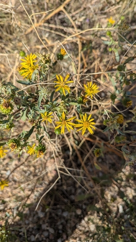 Image of Grindelia nana by (c) Esben Kjaer, some rights reserved (CC BY)