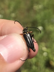 Typocerus confluens