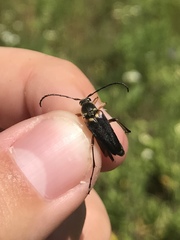 Typocerus confluens