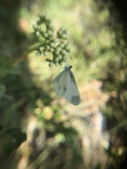 Dismorphiinae