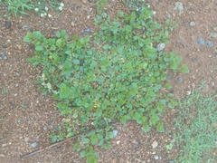 Alternanthera pungens