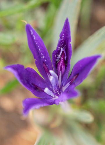 Babiana framesii
