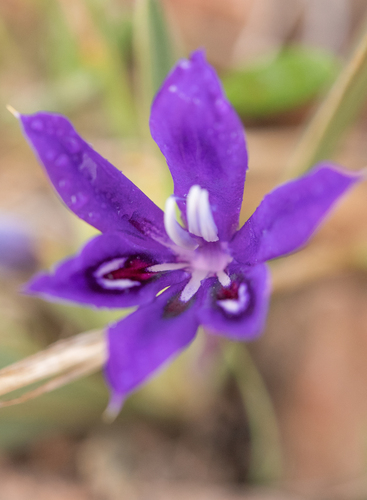 Babiana framesii