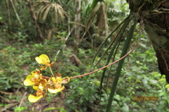 Trichocentrum ascendens
