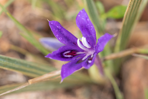 Babiana framesii