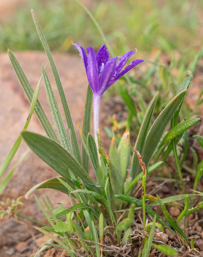 Babiana framesii
