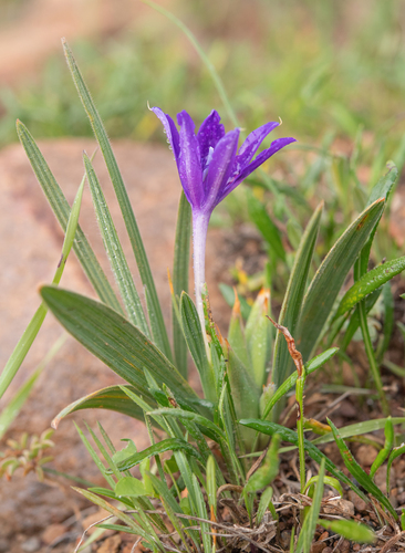 Babiana framesii
